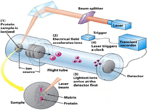 Pathogenic Bacteria